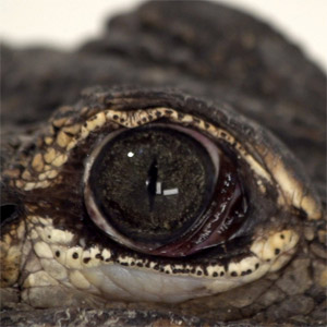 Álbum Alligators de C. Tangana