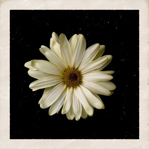 Álbum Flower de Cody Simpson