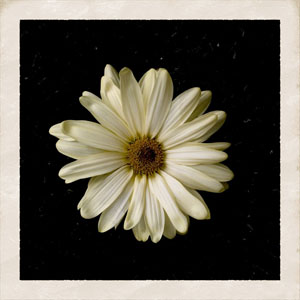 Álbum Flower de Cody Simpson