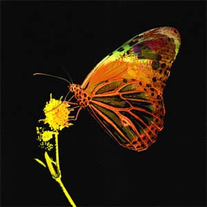 Álbum Mariposa de Pablo López