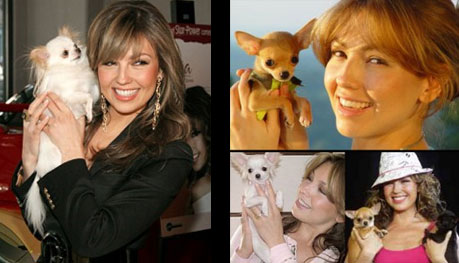 Thalia con sus perros