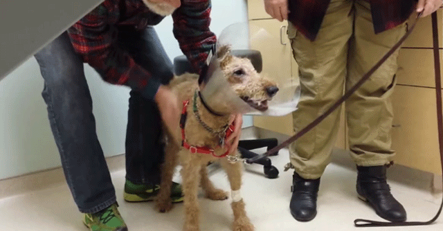 Duffy un Terrier Irlandes ve a su familia al recuperar la vista [video]