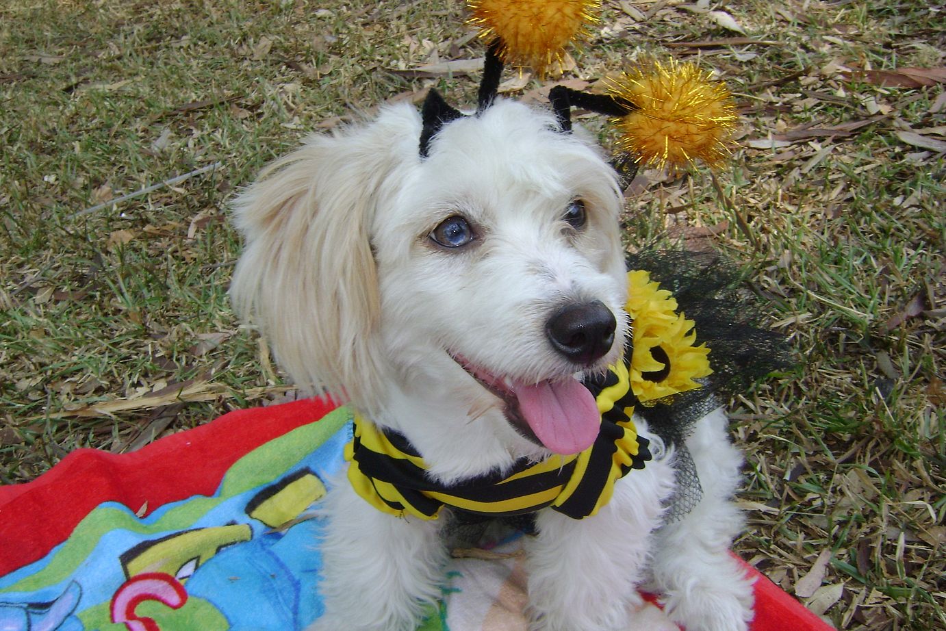 Shanell en Venezuela