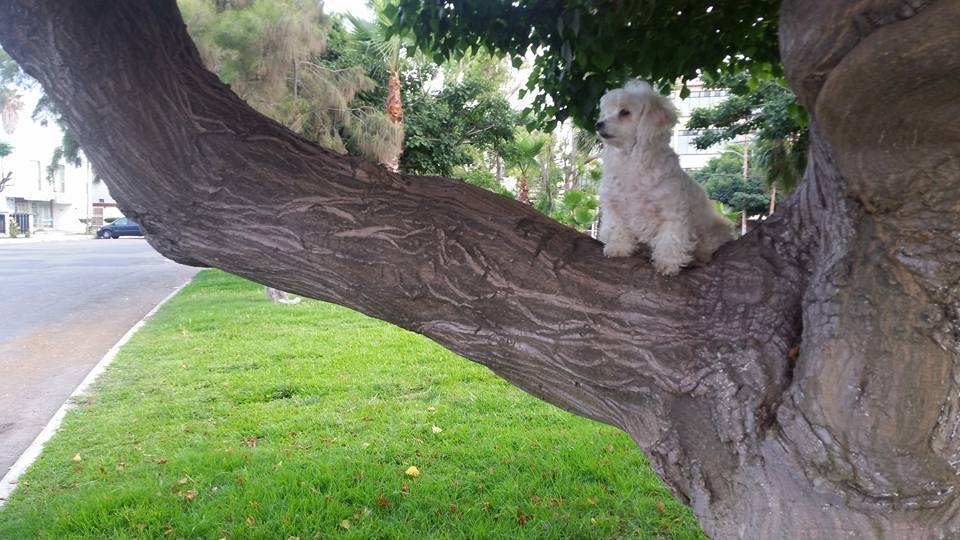 Shanell como si fuera un mono!